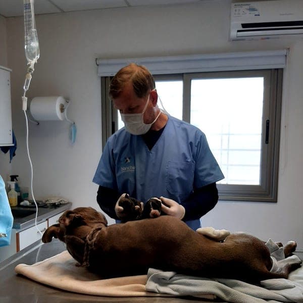 VETERINARIA BLANCHE (Centro de San Rafael)