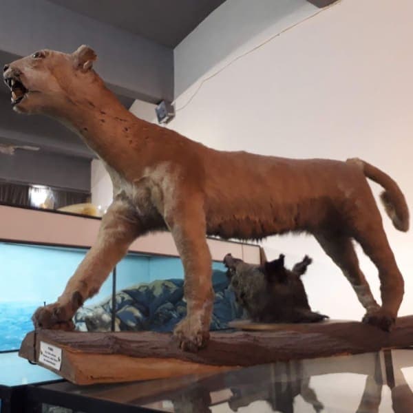 Museo De Historia Natural De San Rafael