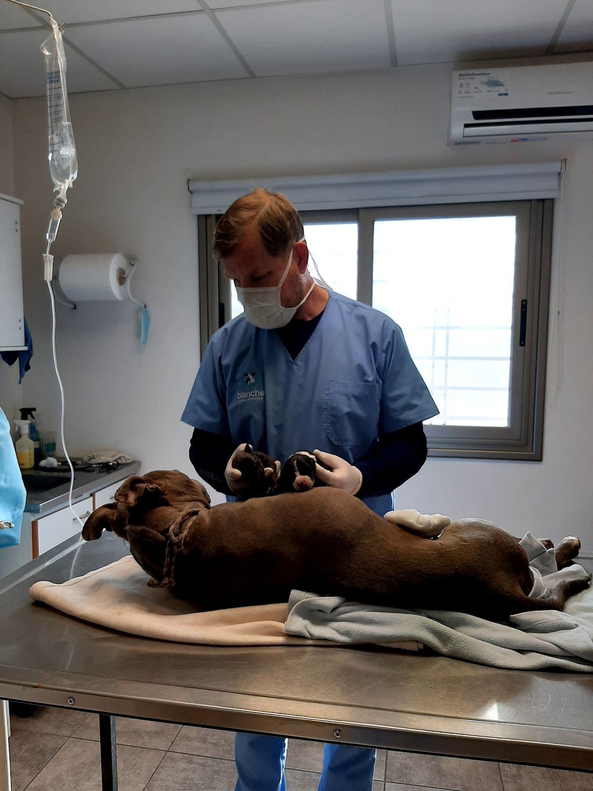 VETERINARIA BLANCHE (Centro de San Rafael)